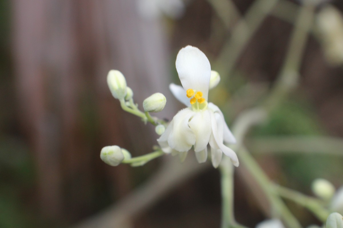 Moringa oleifera Lam.